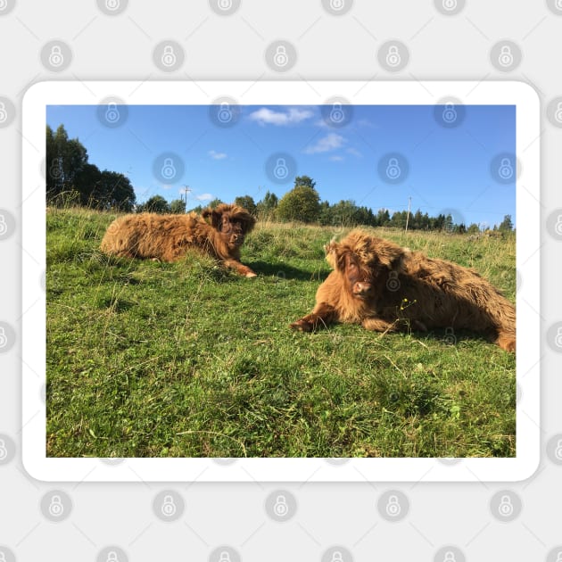 Scottish Highland Cattle Calves 1527 Sticker by SaarelaHighland